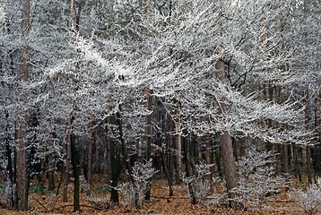 Image showing Winter forest