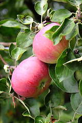 Image showing Red apples