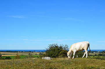 Image showing Grazing with nice view