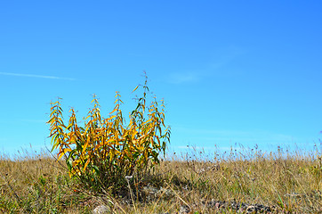 Image showing Autumn colours