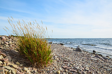 Image showing Grass plant at coastline