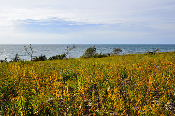 Image showing Yellow coast