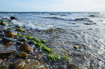 Image showing Seaweed at coast