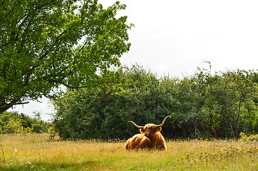 Image showing Resting horned cow