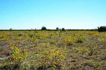 Image showing Landscape in yellow