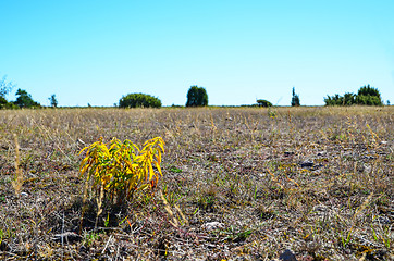 Image showing Colourful plant