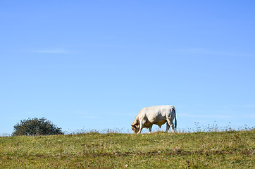 Image showing Grazing bull