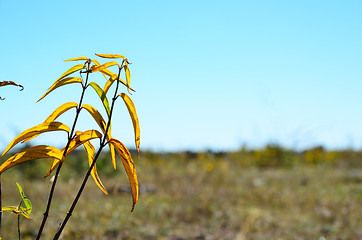 Image showing Autumn coloured plant