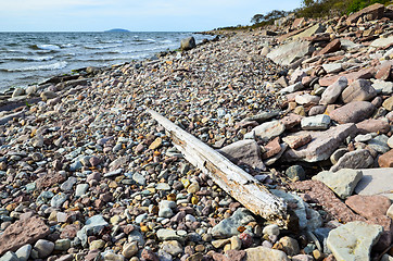 Image showing Driftwood at stony coast