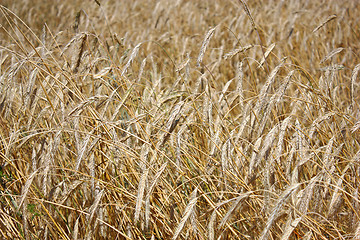 Image showing Yellow grain ready for harvest growing in a farm field