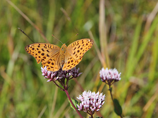 Image showing Monarch butterfly on red  flower