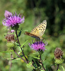 Image showing Monarch butterfly on red  flower