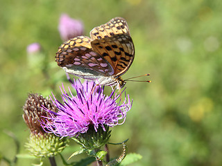 Image showing Monarch butterfly on red  flower