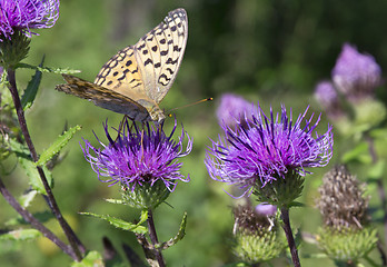 Image showing Monarch butterfly on red  flower