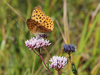 Image showing Monarch butterfly on red  flower