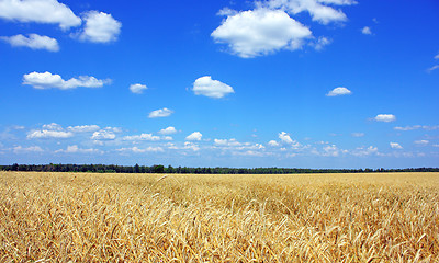 Image showing Yellow grain ready for harvest growing in a farm field