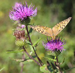 Image showing Monarch butterfly on red  flower