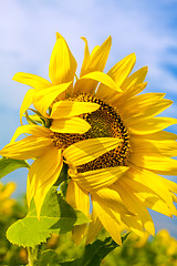 Image showing Sunflower