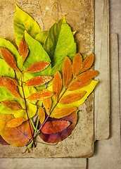 Image showing autumn leaves