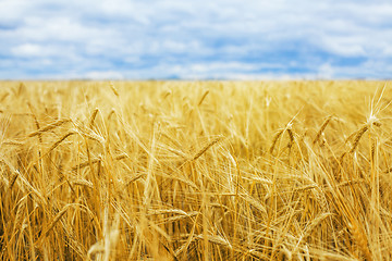 Image showing Wheat field