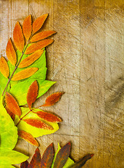 Image showing autumn leaves