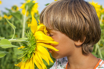 Image showing boy sniffing sunflower