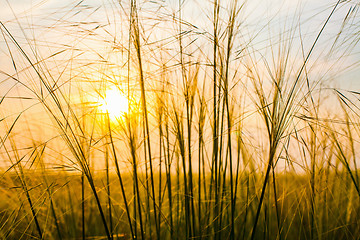 Image showing Sunset behind grains