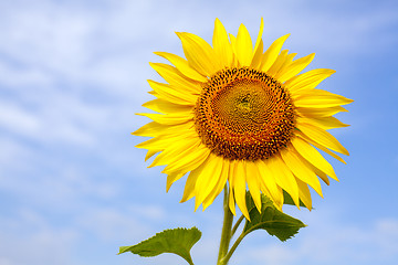 Image showing Sunflower