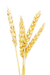 Image showing ripe wheat