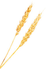 Image showing ripe wheat