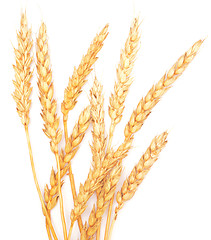 Image showing golden wheat