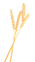 Image showing ripe wheat