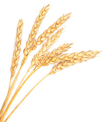 Image showing ripe wheat