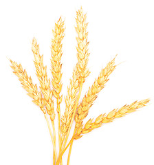 Image showing ripe wheat