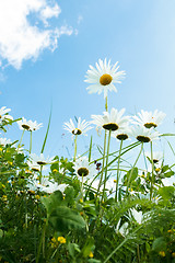 Image showing daisy flower field against blue sky