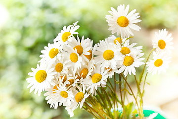 Image showing daisy flower with shallow focus