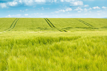 Image showing Organic Green spring grains field