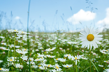 Image showing daisy flower field 