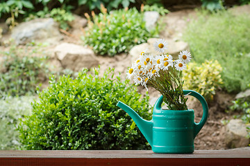 Image showing daisy flower in garden watering can