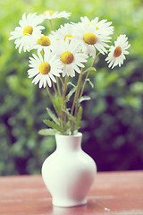 Image showing daisy flower in the vase with shallow focus