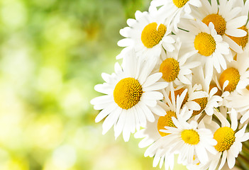 Image showing daisy flower with shallow focus