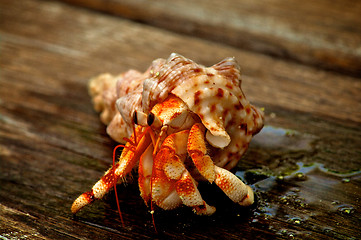 Image showing Hermit Crab