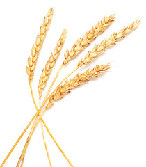 Image showing wheat