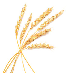 Image showing wheat