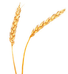 Image showing golden wheat