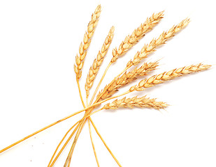 Image showing wheat 