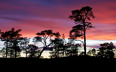 Image showing Pines in sunset