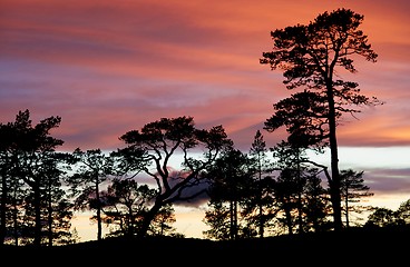 Image showing Pines in sunset