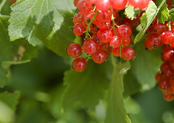 Image showing redcurrant