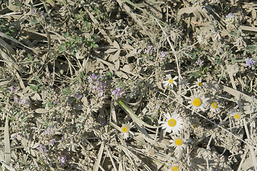 Image showing dusty flowers